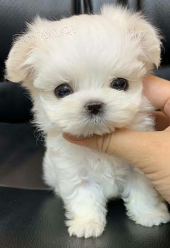 Prod�m o�kovan� �t��ata pudla pejska a fenky mini toy.