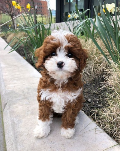 Prod�m zdrav� �t��ata Cavapoo.