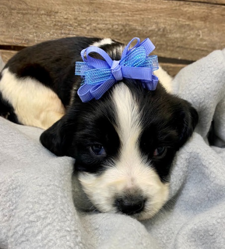 Prod�m dob�e vycvi�en� �t��ata anglick�ho �pringr�pan�la.