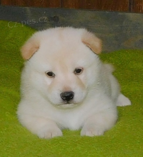 Prod�m o�kovan� a od�erven� �t��ata b�l� shiba inu