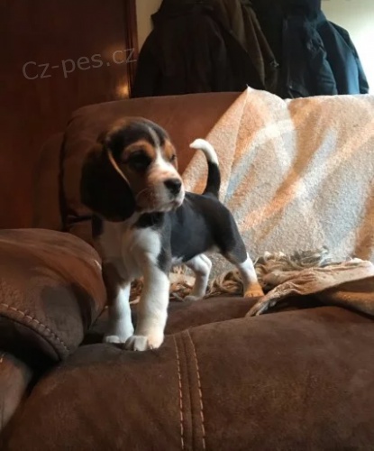 Prod�m kr�sn� a rozko�n� �t��ata b�gla.