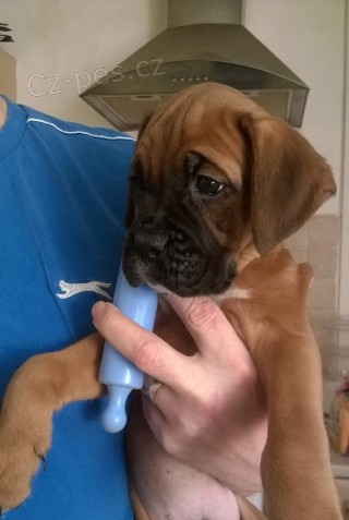 Prod�m kr�sn� �t��ata n�meck�ho boxera