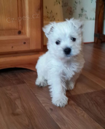 Prod�m �t��ata West Highland White Terriers