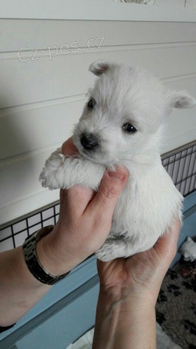 Prod�m �t��ata West Highland White Terriers