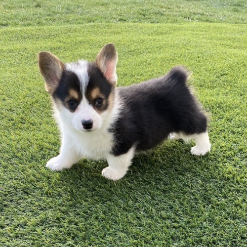 Prod�m kr�sn� �t��ata Pembroke Welsh Corgi.