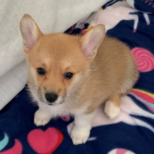 Prod�m kr�sn� o�kovan� a od�erven� �t��ata Pembroke Welsh Corgi.