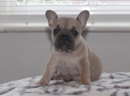 Prod�m o�kovan� �t��ata francouzsk�ho buldo�ka.