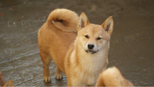 Shiba Inu �t��ata na prodej