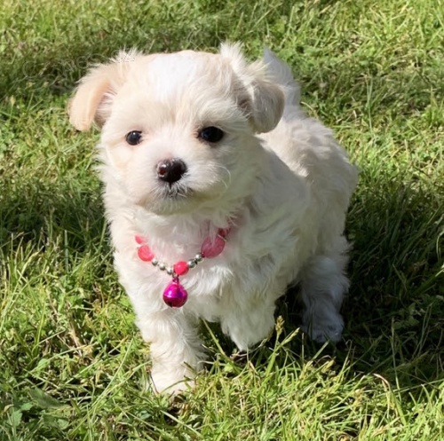 Prod�m o�kovan� mini hra�ka malt�z��k�.