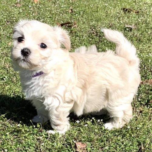 Prod�m o�kovan� mini hra�ka malt�z��k�.