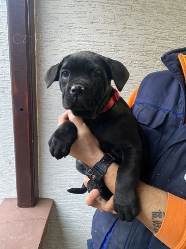Cane Corso �t��ata na prodej