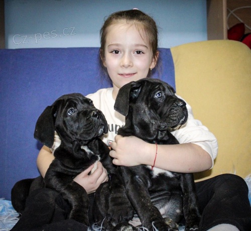 Cane Corso �t��ata