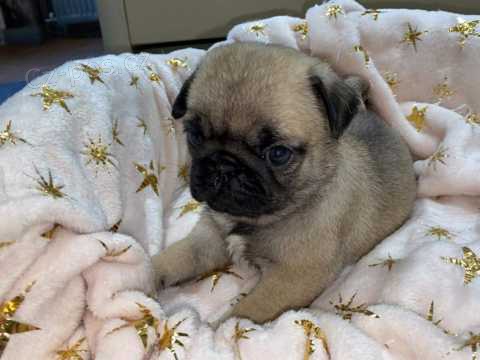 Prod�m Mopy �t��ata  s PP