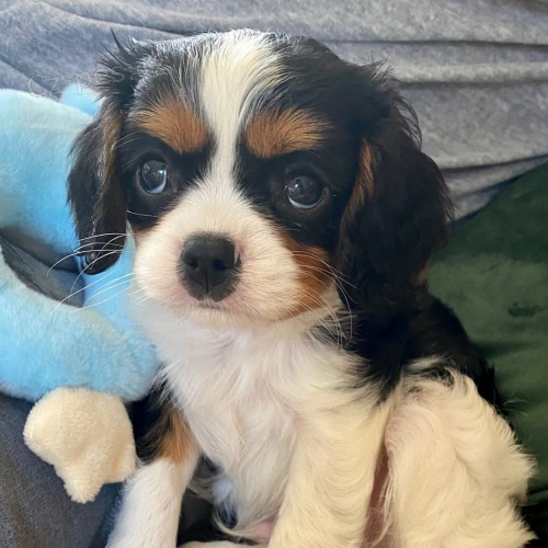 Kaval�r king charles �pan�l