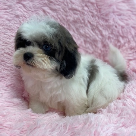 �t�n� shih tzu hled�m k prodeji