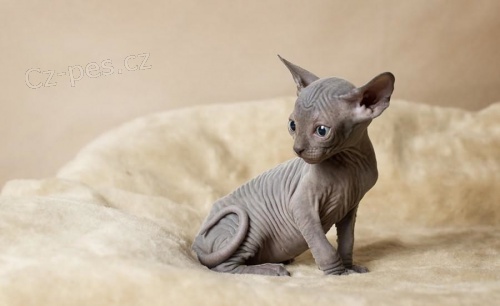 Registrovan� ko�ata Sphynx