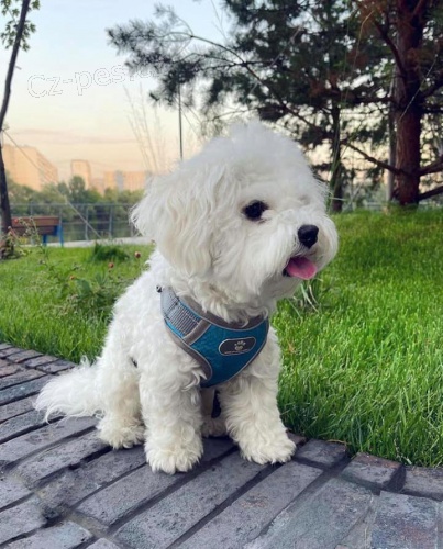Bichon Frise �t��ata k adopci.