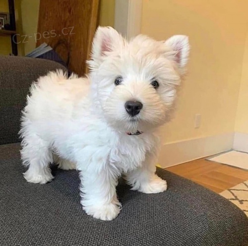 Kr�sn� malt�zsk� �t���tka k adopci.