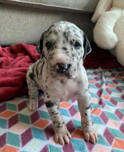 Roztomil� �t���tka n�meck� dogy k adopci.