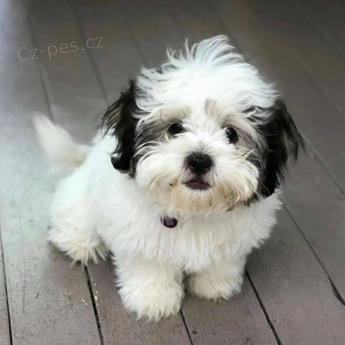 Roztomil� �t���tka Shih Tzu k adopci.