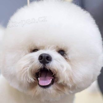 Bi�onek �t��ata