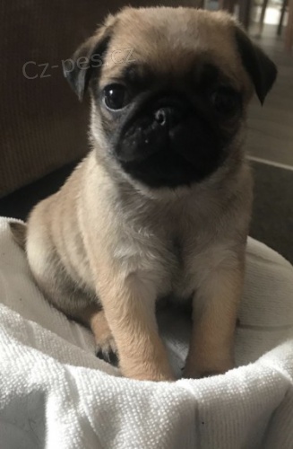 Prod�m kr�sn� o�kovan� �t��ata mini mopse