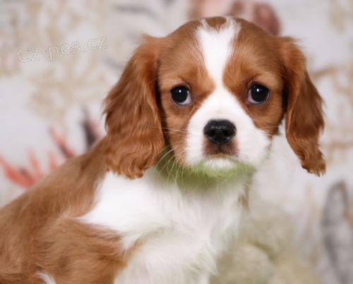 Prod�m �t��ata kaval�r King Charles �pan�l.