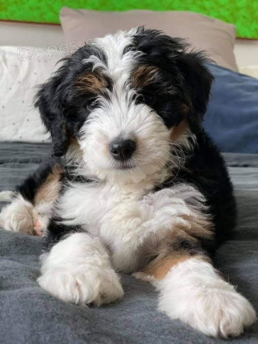 Prod�m o�kovan� a od�erven� �t��ata Bernedoodle.