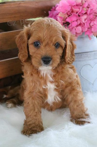 Prod�m zdrav� mini �t��ata cavapoo.