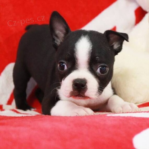 Prod�m dob�e hygienicky a soci�ln� vy�kolen� �t��ata bostonsk�ho teri�ra.