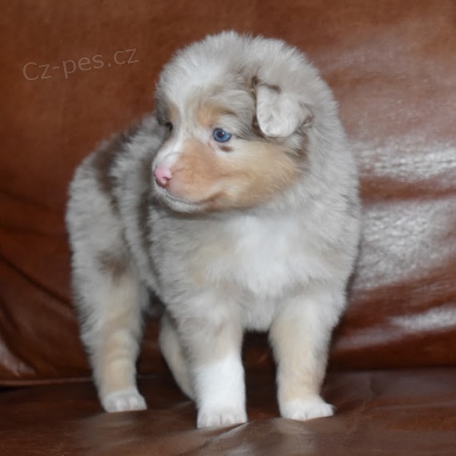 Prod�m o�kovan� �t��ata australsk�ho ov��ka