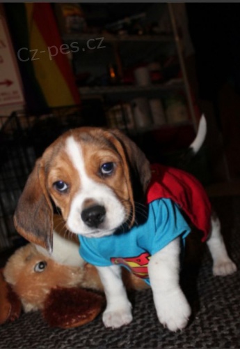 Kr�sn� a rozko�n� �t��ata BEAGLE k dispozici a p�ipravena k prodeji.