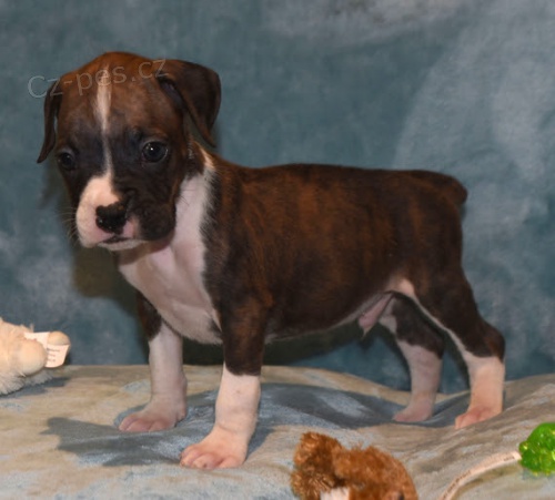 Prod�m kr�sn� o�kovan� �t��ata n�meck�ho boxera