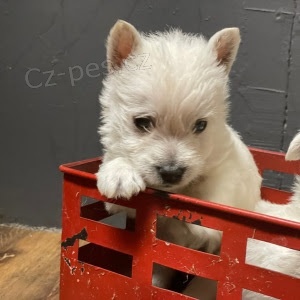 PROD�M KR�SN� A O�KOVAN� �t��ata West Highland White Terriers