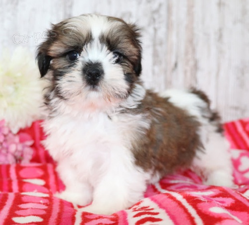 Prod�m mini o�kovan� a od�erven� �t��ata SHIH TZU