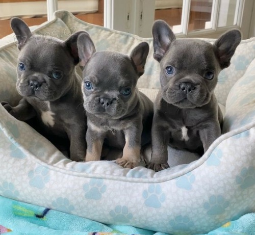 Prod�m ZDRAV� a O�KOVAN� �t��ata francouzsk�ho buldo�ka.