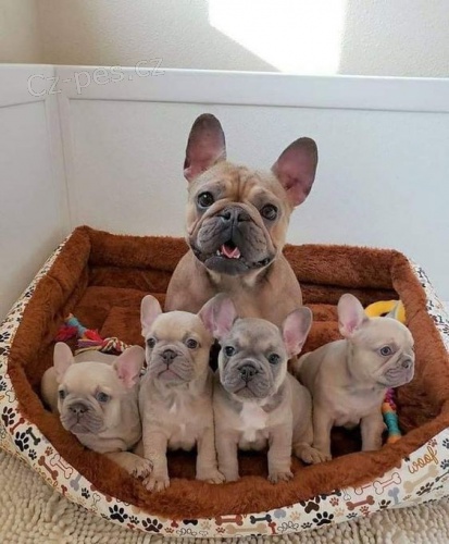 Prod�m �t��ata francouzsk�ho buldo�ka.