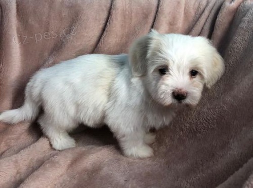 Prod�m roztomil� a zdrav� �t���tka havanese.