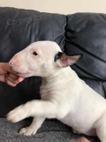 Prod�m mini �t��ata anglick�ho bulteri�ra