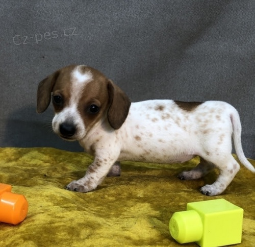 Prod�m zdrav�, o�kovan� a od�erven� �t��ata trpasli��ch mini hladkosrst�ch jezev��k�