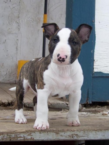 Prod�m �t��ata bulteri�ra FENY A PSA.