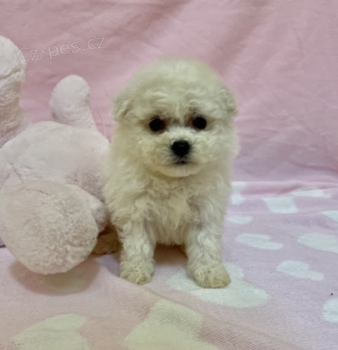Prod�m kr�sn� o�kovan� mini �t��ata West Highland White Terriers