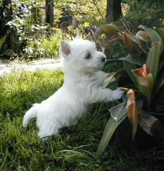 Prod�m kr�sn� o�kovan� mini �t��ata West Highland White Terriers
