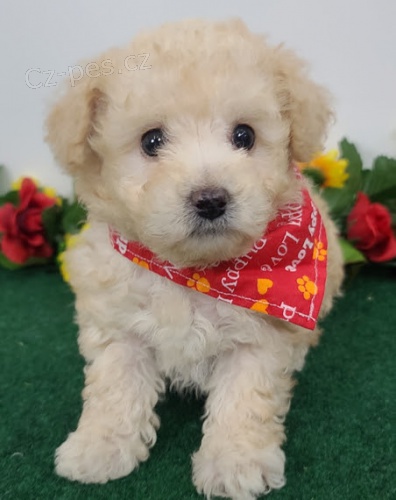 Zdrav� a kr�sn� mini hra�ka �t��ata pejska a fenky pudla na prodej.