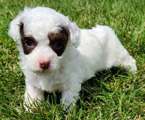 Prod�m �t��ata mini toy pudla.