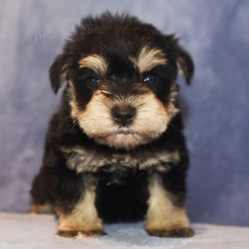 Prod�m zdrav� a hygienicky vycvi�en� �t��ata mal�ch kn�ra��.