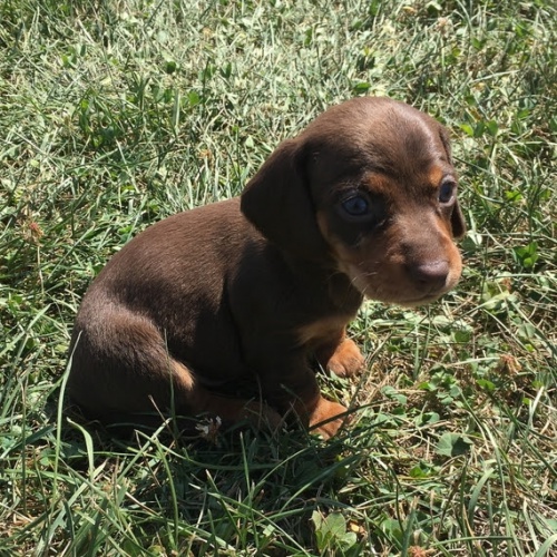 Prod�m �t��ata trpasli��ho pejska a fenky hladkosrst�ho jezev��ka.