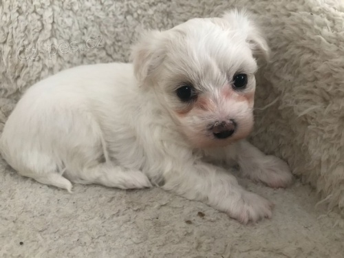 Prod�m O�KOVAN� �t��ata mini malt�z�k�.