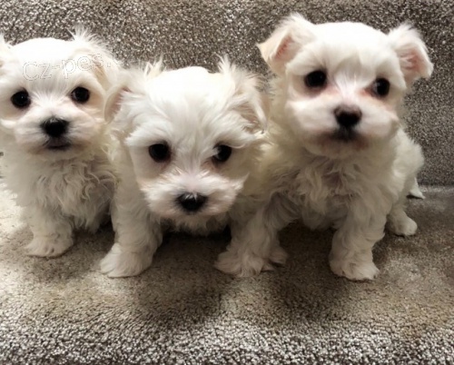 Prod�m mini �t���tka malt�z�ka.