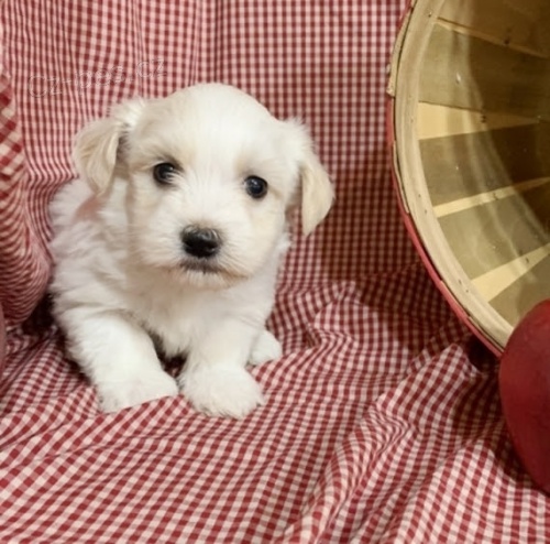 Prod�m �t��ata b�l�ho Havana.